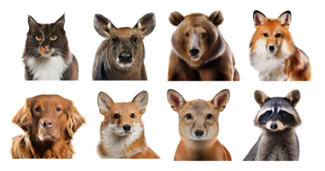 Diverse Animal Faces Featuring Pets and Wildlife in Clear Images, isolated on transparent background