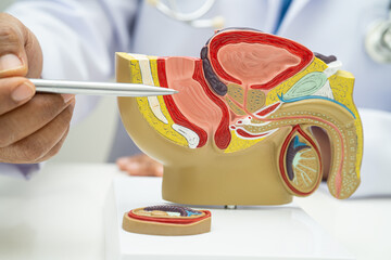 Male reproductive system, Asian doctor holding human anatomy model for study diagnosis and treatment in hospital.