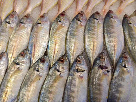 Frozen fish selling in market
