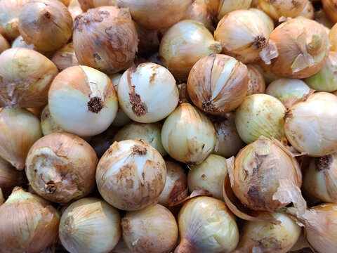 Group of onion selling in market