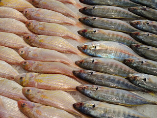 Frozen fish selling in market