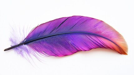 Vibrant purple and orange feather on white background