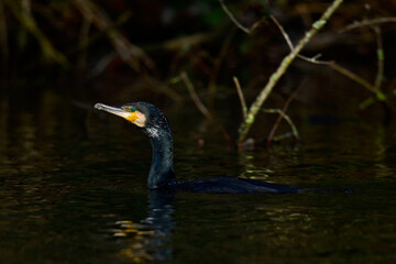 Kormoran // Great Cormorant (Phalacrocorax carbo)