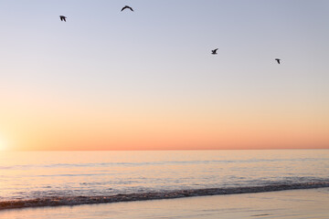 Beach and sea birds in the setting sun. 