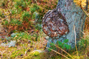Tree, woods and trunk growth with disease, texture and pattern of plants in natural environment. Nature, forest and bark in countryside with grass, burl or gall deformation in ecosystem in Denmark