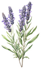Fototapeta premium PNG Lavender branch lavender illustration botanical.