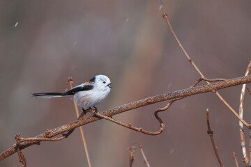 枝に止まって鳴いているシマエナガ
