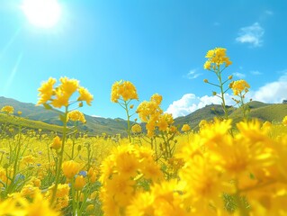 Obraz premium Under the backdrop of blue sky and sunshine, the rapeseed flower appears particularly bright. As a member of the Brassicaceae family and the Brassica genus, it not only has high ornamental value