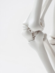 human skeleton on white background