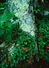 185-79 Bunchberry Trunk