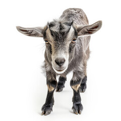 Obraz premium pygmy goat in curious pose, looking directly at camera