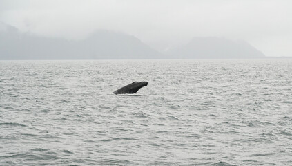 whale in alaska