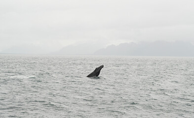 whale in alaska