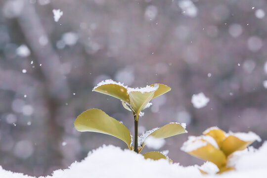 Snow piled up on the leaves of an evergreen spindle tree in a snowy park.