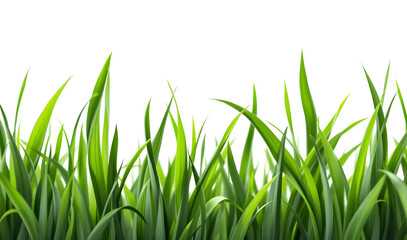 Fototapeta premium Lush Green Grass Blades Background Image