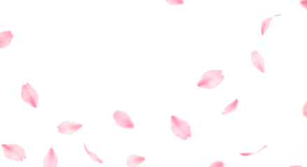 桜の花びら、透明背景