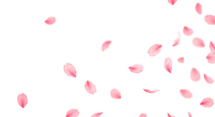 桜の花びら、透明背景