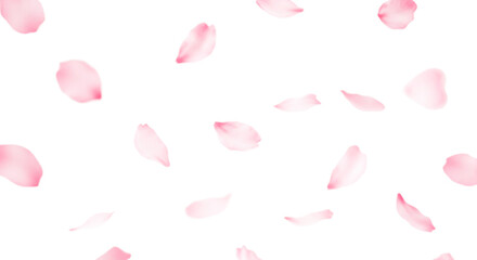 桜の花びら、透明背景