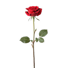 A red rose with a white background