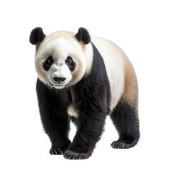 Naklejka premium A cute panda, an endangered animal