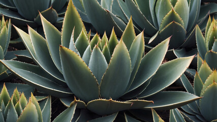 Fototapeta premium A striking close-up reveals the intricate details of several agave plants, showcasing their spiky leaves and rosette pattern.