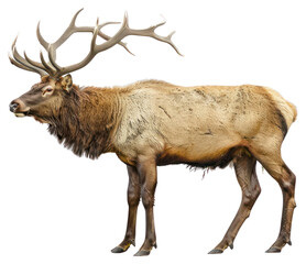 Obraz premium PNG Vintage Animal Wildlife wildlife animal elk.