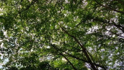 Obraz premium green leaves background