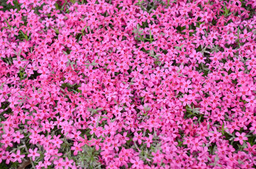芝桜