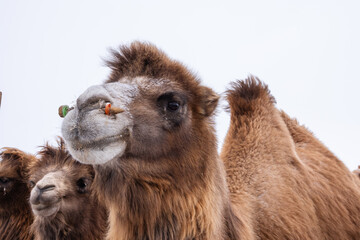 Fototapeta premium A herd of Bactrian camels stands together in Mongolia's cold, vast landscape. Their thick fur and strong build help them survive the harsh winter conditions, symbolizing resilience and adaptation