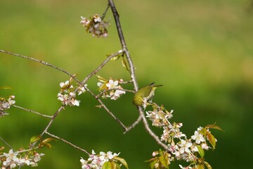 ヒマラヤザクラの蜜を吸うメジロ