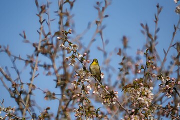 冬に映えるヒマラヤザクラとメジロ
