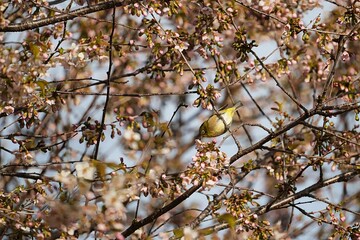 ヒマラヤザクラに舞い降りたメジロ