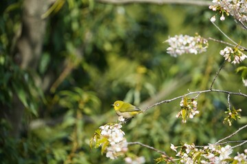 冬のヒマラヤザクラとメジロの美しさ