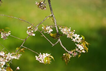 ヒマラヤザクラの蜜を吸うメジロのひととき