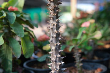 The thorns of euphorbia milii, the crown of thorns, Christ plant, or Christ's thorn, is a species of flowering plant in the family Euphorbiaceae