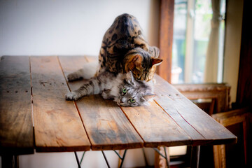 マウントをとる猫