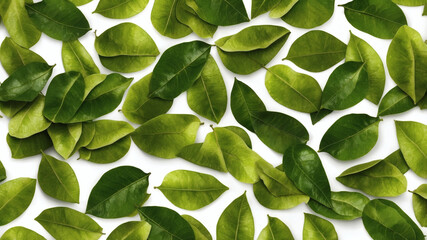 Obraz premium A collection of vibrant green lime tree leaves scattered on a white background, creating a refreshing and natural pattern.