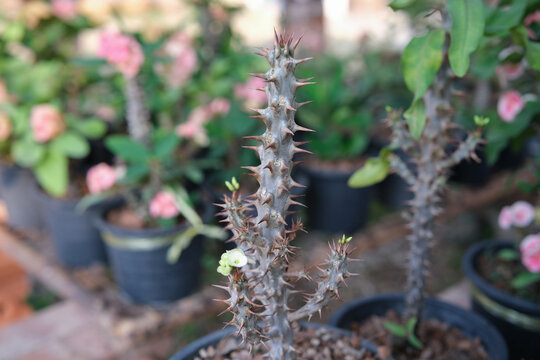 Euphorbia milii, the crown of thorns, Christ plant, or Christ's thorn, is a species of flowering plant in the family Euphorbiaceae