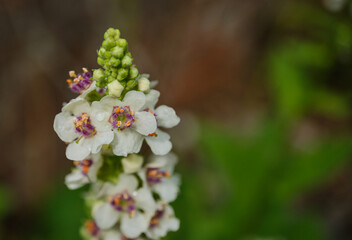 可憐に咲く綺麗な花