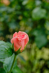 可憐に咲く綺麗な薔薇の花