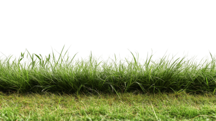 Conceptual design of lush green grass extending over a transparent background creating an illusion of space and landscape