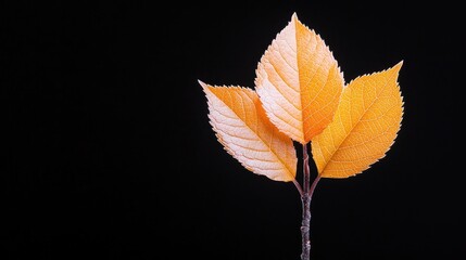 Autumn leaves branch, black background, nature, design element