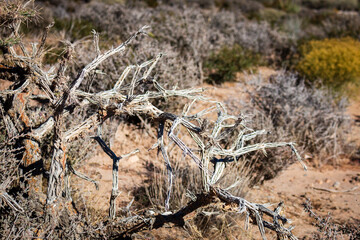 Dead tree branch at Red Rock Canyon National Conservation Area
