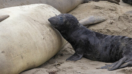 Fototapeta premium An Elephant Seal Mom and her pup