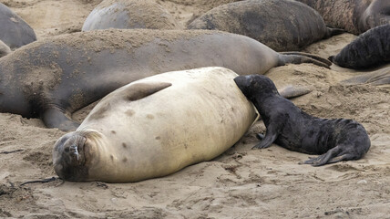 An Elephant Seal Mom and her pup