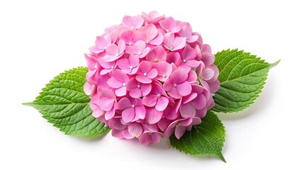 Obraz premium Pink Hydrangea Bloom, Top View, White Background, Long Exposure Photography
