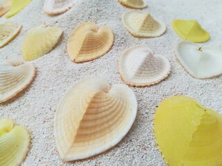 sea shell