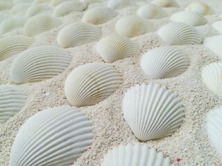 sea shell