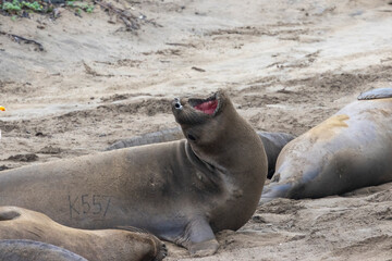 Female Elephant Seal yawning on the beach