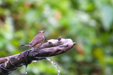 Natural bird images in Bang Pu District, Samut Prakan Province, Thailand